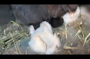 Baby Bunnies go Crazy for Milk!