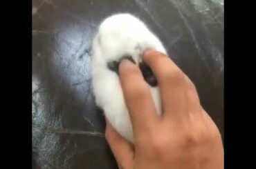 He uses a baby rabbit as a gaming mouse!!! 😱😂😂 Funny stuff