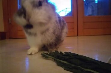 Wonderful bunny, cute bunny!! Patato the Rabbit