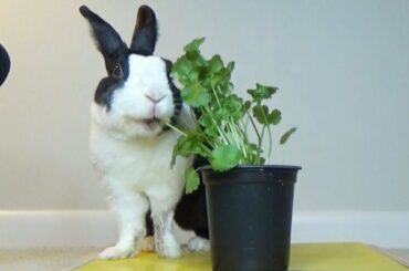 Rabbit Eating ENTIRE Cilantro Plant ASMR