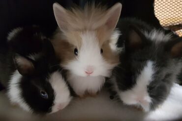 Cute Baby Bunnies Like Zoomies