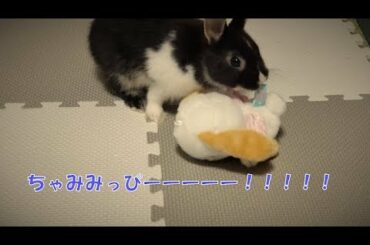 【ミニウサギぐりむ】ぐりむに友達ができた【rabbit】