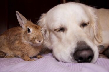 Dog and Rabbit Lay Down Together on the Bed