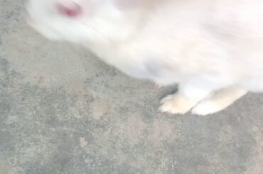 Rabbit beautifull video