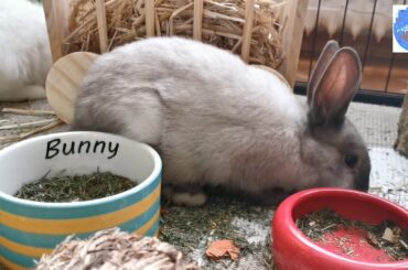 Funny Baby Rabbit videos # Cute Rabbits # Cute Baby Rabbits - Funny Bunny Baby Videos - Cute bunnies