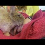 CUTE and SHORN Teddy Rabbit - so SMALL- JUMP into LAP - training and playing