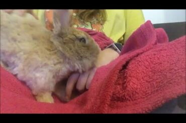 CUTE and SHORN Teddy Rabbit - so SMALL- JUMP into LAP - training and playing