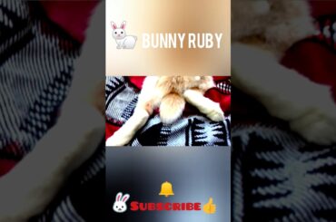 How my cute bunny take her rest times.