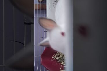 I got a dwarf bunny 🐇