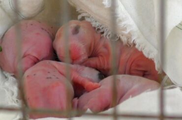 Wonderful Rabbit Giving Birth To 8 Baby At Home