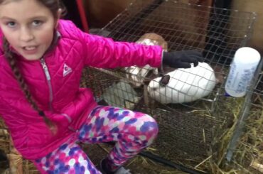 Little Farm Boss, Breeds rabbits for the first time!