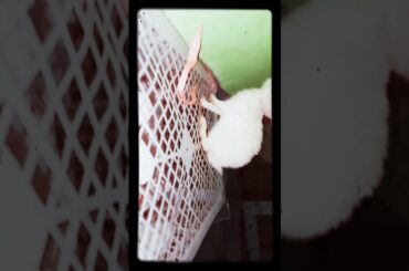 My cute rabbit's so cute 😊😊😊😊