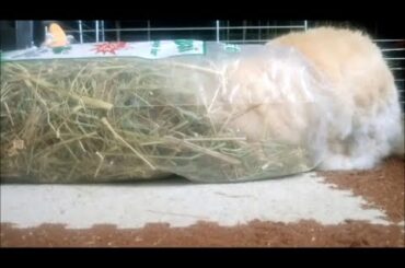 CUTE and FUNNY Teddy Rabbit - FEEDING - from the BAG it's always BETTER