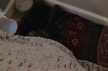 CUTE BUNNY PLAYING WITH FLUFFY BLANKET | HOUSE BUNNY LIFE