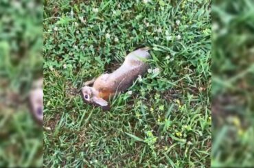 Little High Rabbit Goes Crazy