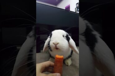 Rabbit ASMR (eating carrot) cute bunny