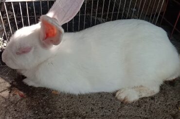 Baby Rabbits First Day/ Born Day | credits by: Mama Pam