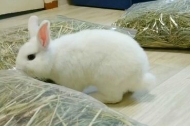 Arrived a package for my Baby bunny 🐇 Unpacking | Funny