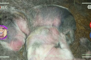 3 Cute Baby Bunnies Day 5 (DOB: Jan 30, 2019) - Bongskie Rabbitry Cebu - Bisdak Edition