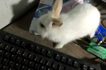 Cute Baby Bunny Rabbit Videos - Baby Animal Video Compilation 2020