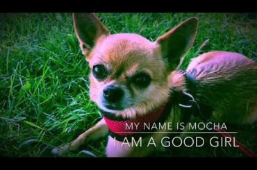 So cute Chihuahua, met a little rabbit, what happened?