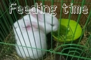 MY NEW RABBIT 🐇🐰