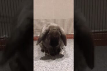 Cute  Rabbit  ( กระต่าย )