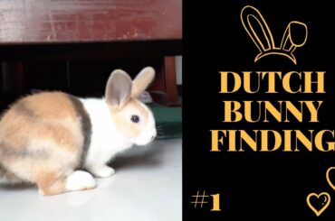 DUTCH BUNNY LOOKING FOR SOMETHING