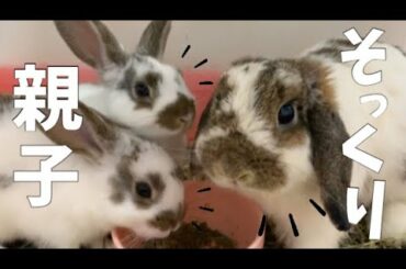 🐰母うさぎと子うさぎが似すぎています
