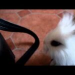 Cute baby bunny (Peeta)