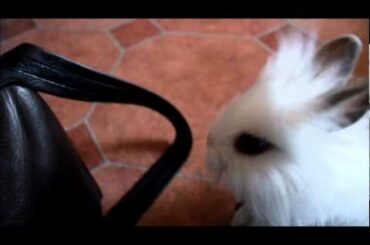 Cute baby bunny (Peeta)