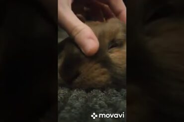 ❤️ Bunny Loving ❤️