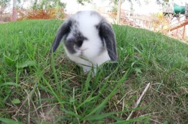 Holland Lop Bunnies Playing Outside