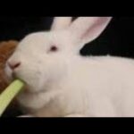 Bunny eating Celery