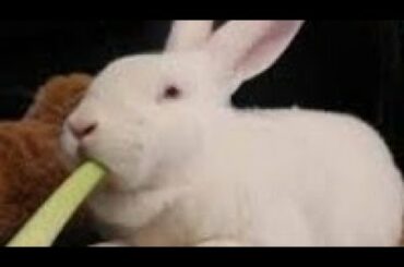 Bunny eating Celery