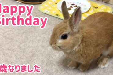 【うさぎ】 4歳のお誕生日おめでとう！【かわいい】Cute rabbit Happy Birthday#90
