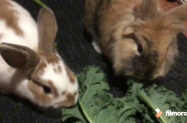 Bunnies Being Cute For Five Minutes