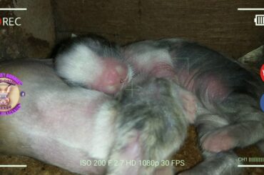 2 Cute Baby Bunnies Day 6 (DOB: Jan 30, 2020) - Bongskie Rabbitry Cebu - Bisdak Edition