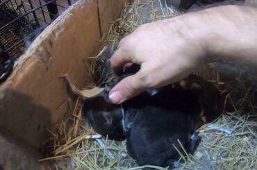 Cute Rex Bunny Black Otter's 11 Days First Look