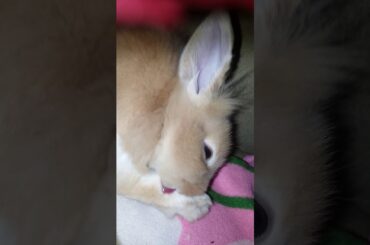 Baby bunny cleaning itself