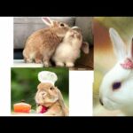 Very cute rabbit's - Funny Videos - Good Vibes