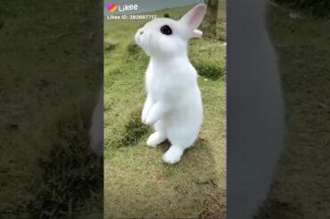 #cute rabbit😍😍# love this rabbit so much😘