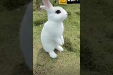 Cute rabbit
