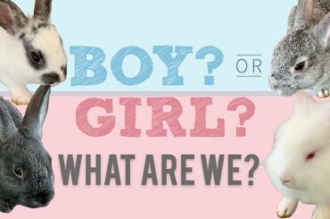 How To Check The Gender of a Baby Rabbit | Bunnies 7 Weeks Old