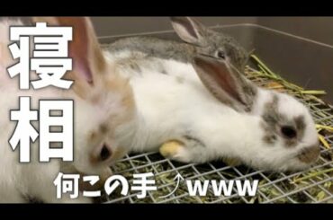 🐰うさぎが見たこともない寝方をしていました