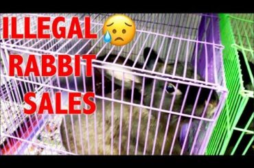 RESCUING BABY BUNNIES BEING ILLEGALLY SOLD 😭
