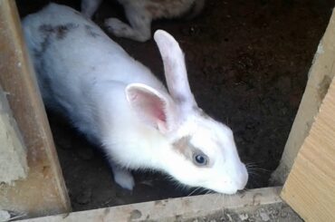 White and brown cute rabbits/bunnies