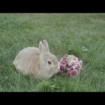 #very cute little rabbit # rabbit simple cute but attractive emotion