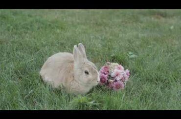 #very cute little rabbit # rabbit simple cute but attractive emotion