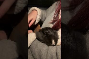 Bunny Dreaming About Food